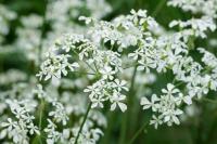 Anthriscus sylvestris