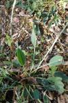 Anthyllis vulneraria
