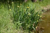 Iris pseudacorus