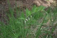 Polygonatum multiflorum