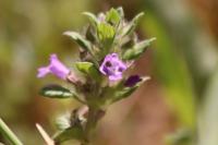 Ziziphora acinos