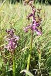 Anacamptis morio