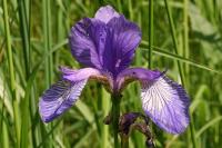 Iris sibirica