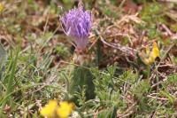 Carthamus mitissimus