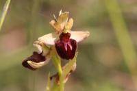 Ophrys aranifera