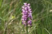 Orchis simia