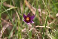 Pulsatilla vulgaris