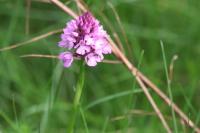 Anacamptis pyramidalis