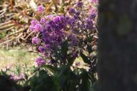 Hesperis matronalis