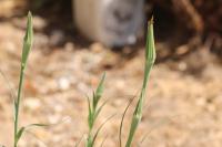 Tragopogon dubius