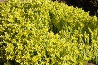 Sedum acre