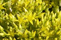 Sedum acre