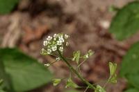 Capsella bursa-pastoris