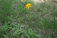 Arnica montana