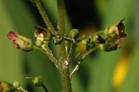 Scrophularia nodosa