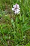 Dactylorhiza maculata
