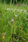 Ophrys apifera