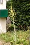 Verbascum pulverulentum
