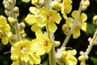 Verbascum pulverulentum
