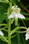 Platanthera chlorantha