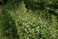 Urtica dioica