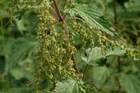 Urtica dioica