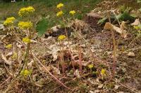 Petrosedum rupestre