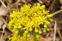 Petrosedum rupestre