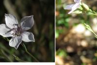 Linum tenuifolium