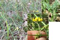 Coronilla minima