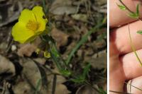 Helianthemum nummularium