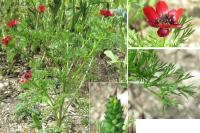Adonis annua