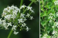 Galium album