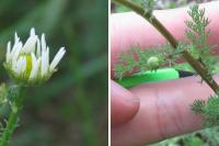 Tripleurospermum inodorum