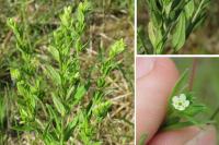 Lithospermum officinale