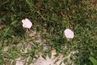 Convolvulus arvensis
