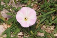 Convolvulus arvensis