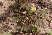 Oxalis corniculata