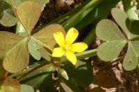 Oxalis corniculata