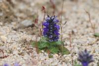 Ajuga genevensis