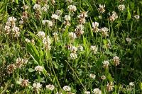 Trifolium repens