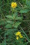 Lysimachia punctata