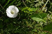 Convolvulus sepium