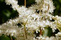 Filipendula ulmaria