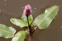 Persicaria amphibia