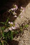 Saponaria officinalis