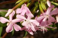 Saponaria officinalis