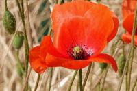 Papaver rhoeas