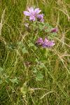 Malva sylvestris