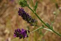 Medicago sativa